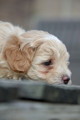 Cavapoo puppy 