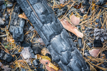 Charred branch from the fire in forest.