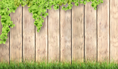 Fresh green grass against wooden background, space for text