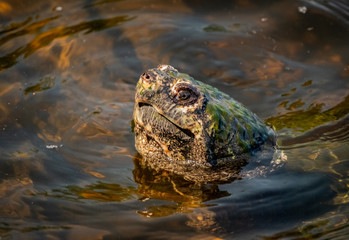 Large Snapping Turtle Comes Up for a View