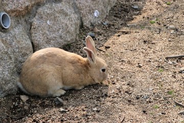 大久野島の野生のうさぎ達