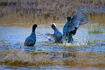 Fighting birds. Blue lake background. Birds: Eurasian Coot Fulica atra.