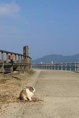 大久野島のうさぎ