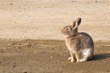 大久野島のうさぎ