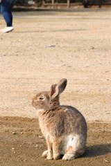 大久野島のうさぎ
