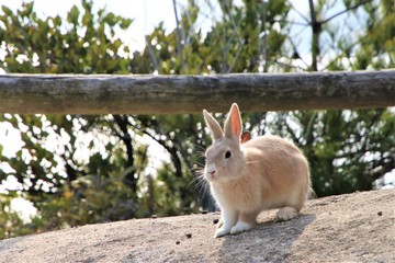 大久野島のうさぎ