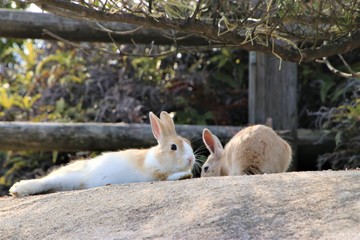 大久野島のうさぎ
