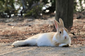 リラックスする大久野島のうさぎ