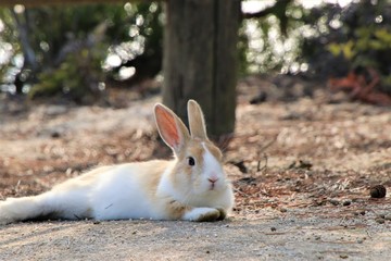リラックスする大久野島のうさぎ