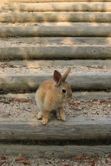 大久野島のうさぎ