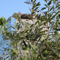 新緑のオリーブ