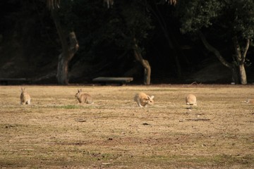 大久野島のうさぎ