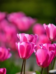 木漏れ日浴びて輝くピンクのチューリップ