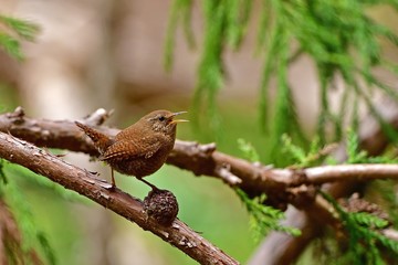 春を謳歌するミソサザイ！