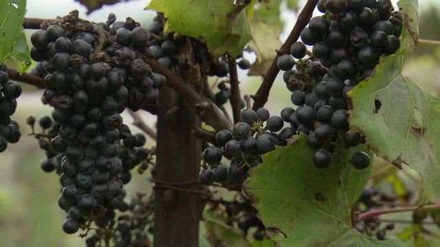 bunches of withered grapes in the vineyards