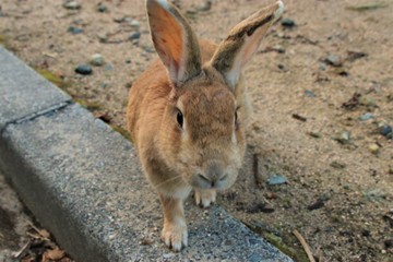 大久野島のうさぎ