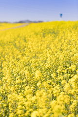 河原に咲く菜の花