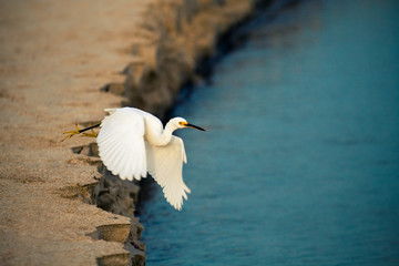 egret
