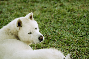 akita