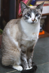 Obraz premium preparar