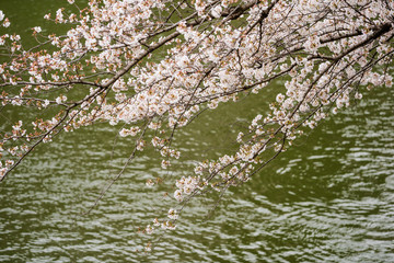 Obraz na płótnie Canvas Sakura, Cherry blossom festival with river at Chidorigafuchi Park