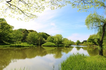 風景　新緑　緑　池　木　空　爽やか　茨城