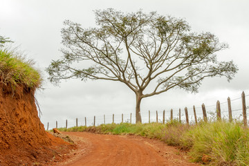 Obraz premium Estrada rural brasileira