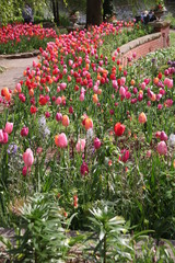 red tulips in the garden