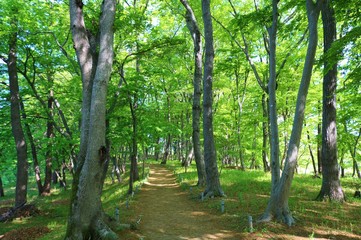 風景　新緑　緑　爽やか　小道　茨城