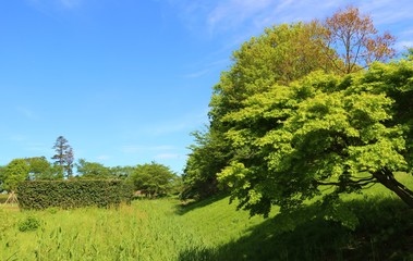 Obraz premium 風景 新緑 野原 春 茨城