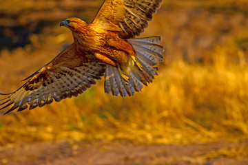 Bird of prey. Flying hawk. Nature background. Long legged Buzzard. Buteo rufinus.