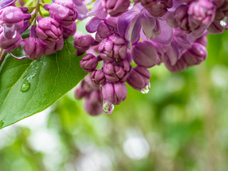 Lilac flower wth raindrop