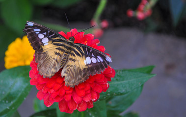 Orange and black butterfly on red flower