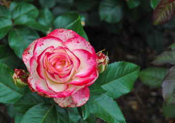 Pink and white rose blossom