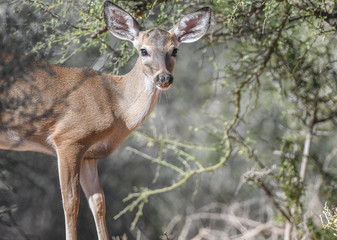 Young buck coming out of the woods