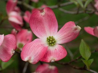 Fototapeta na wymiar Pink dogwood blossom