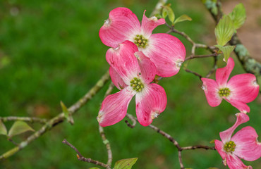 pink dogwood blossom