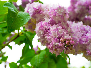 Lilac blossoms in spring