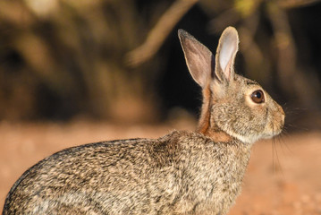 Naklejka na ściany i meble wild brown rabbit in profile