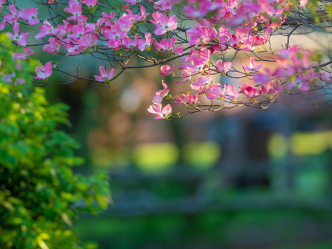 Pink Dogwood Flowers