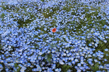 ネモフィラに咲く一輪の花