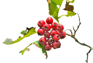 Berries of wild hawthorn 4