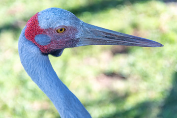 A Brolga headshot in profile