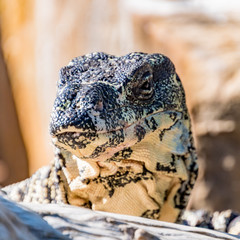 Lace Monitor