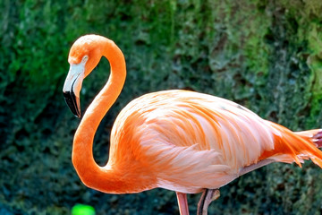 Photo of an American Flamingo (Phoenicopterus ruber). 