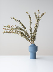 Natural dry Eucalyptus branches in blue ceramic vase