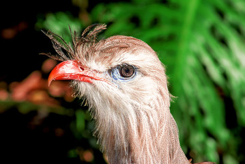 Photo portrait of a Red-Legged Seriema (Cariama cristata).