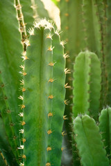 Green stem and spines of Fairy Castle cactus.