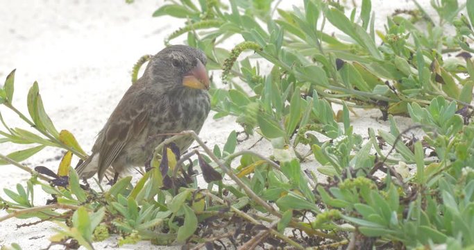 Darwin finch Bird