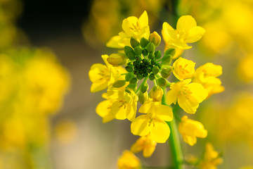 Close up of rape flower in the filed